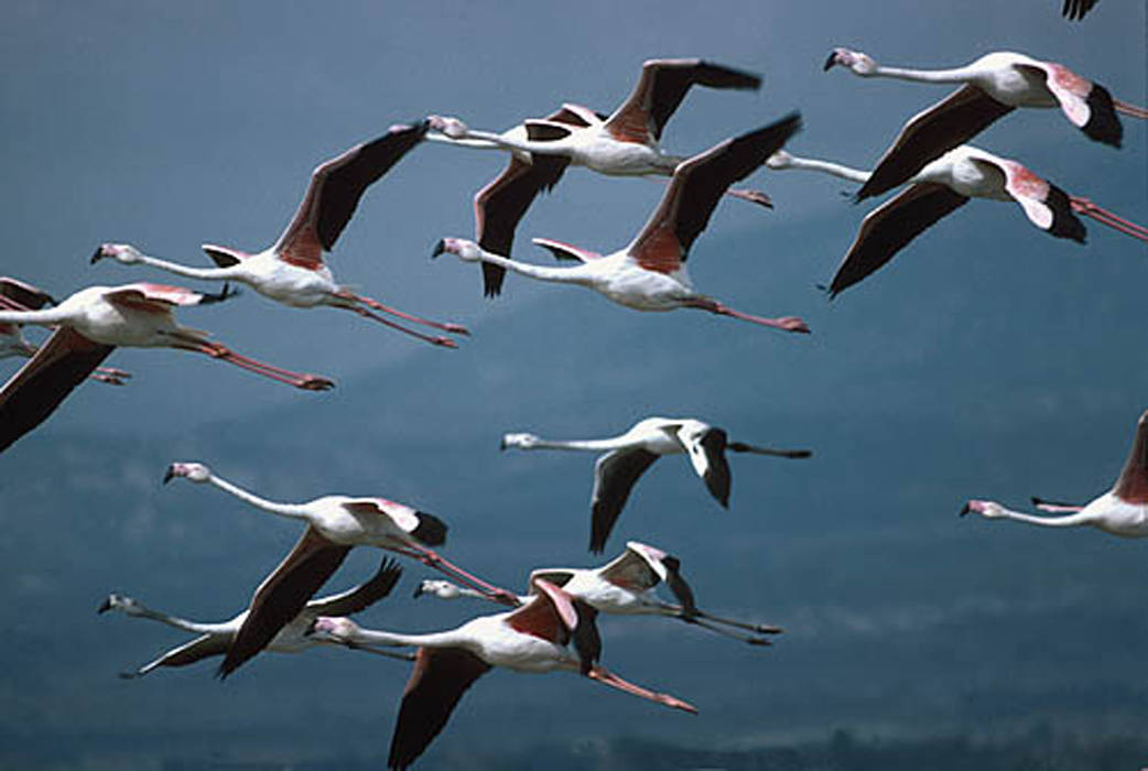 Фламенгос Дельта Эбро